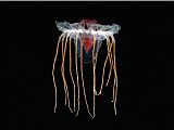 Jellyfish 1 by Sea life
